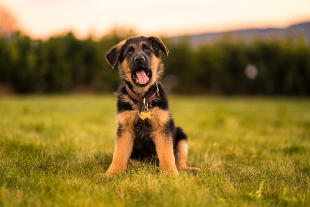 german shepherd