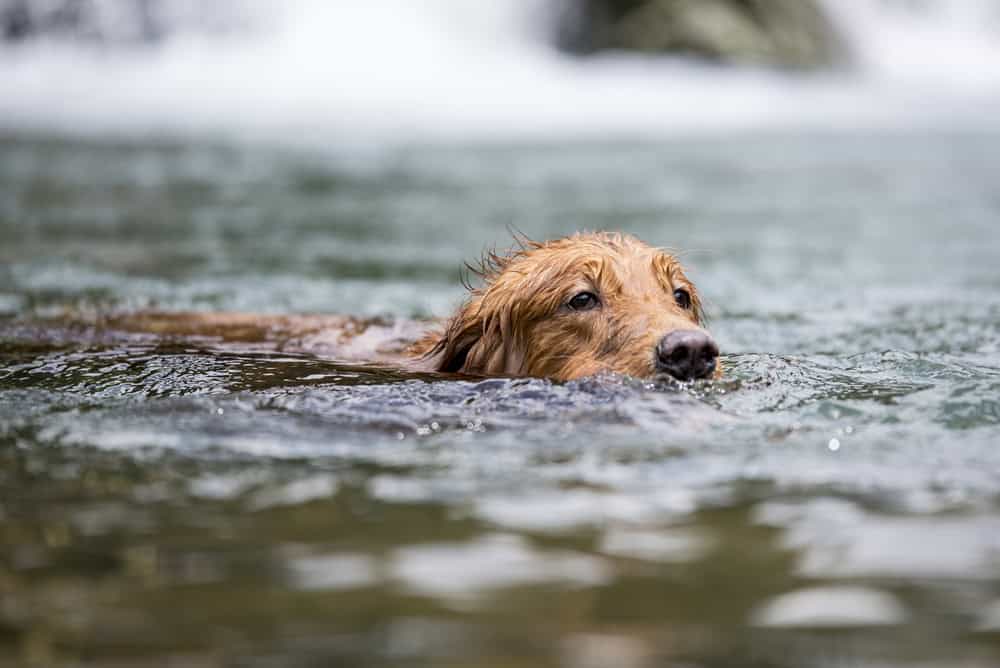 Golden retriever swimming in the river. Image via depositphotos.