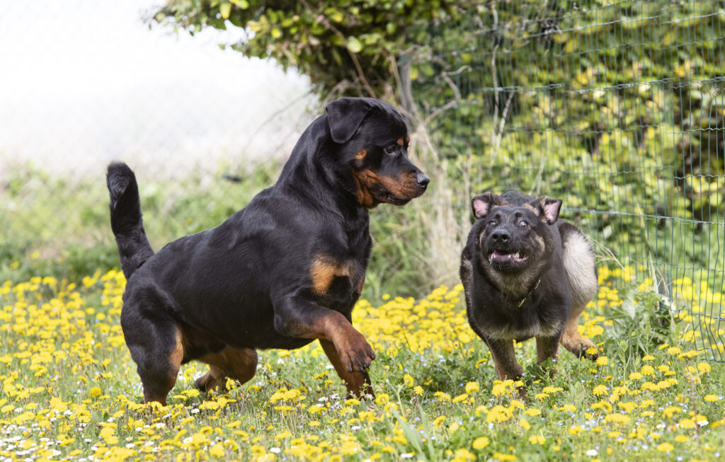 Rottie and German shepherd playing