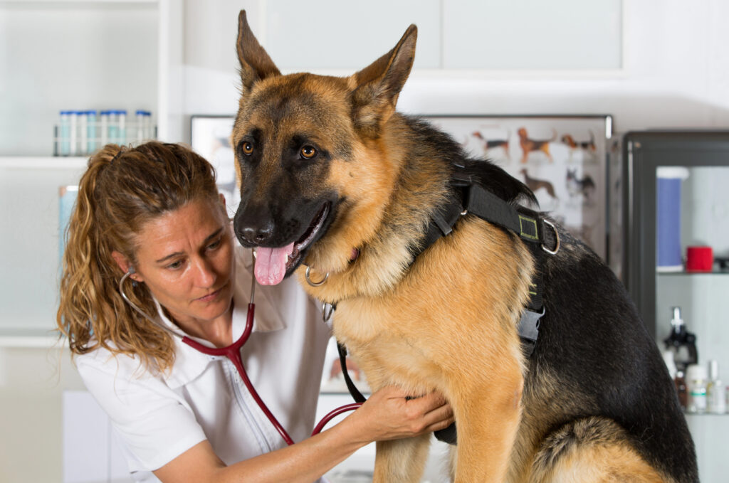 German Shepherd at vet.