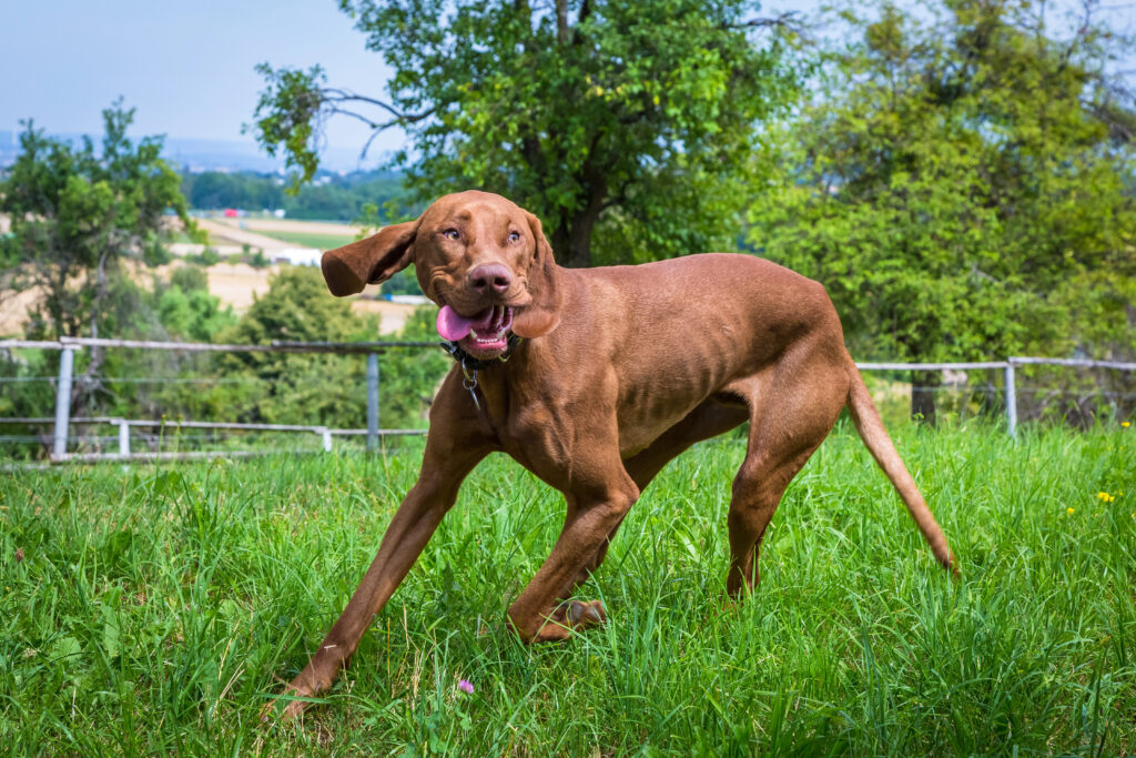 Vizsla Dog Breed