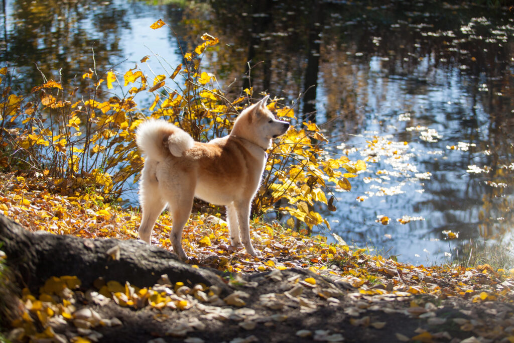 Akita Inu Dog Breed