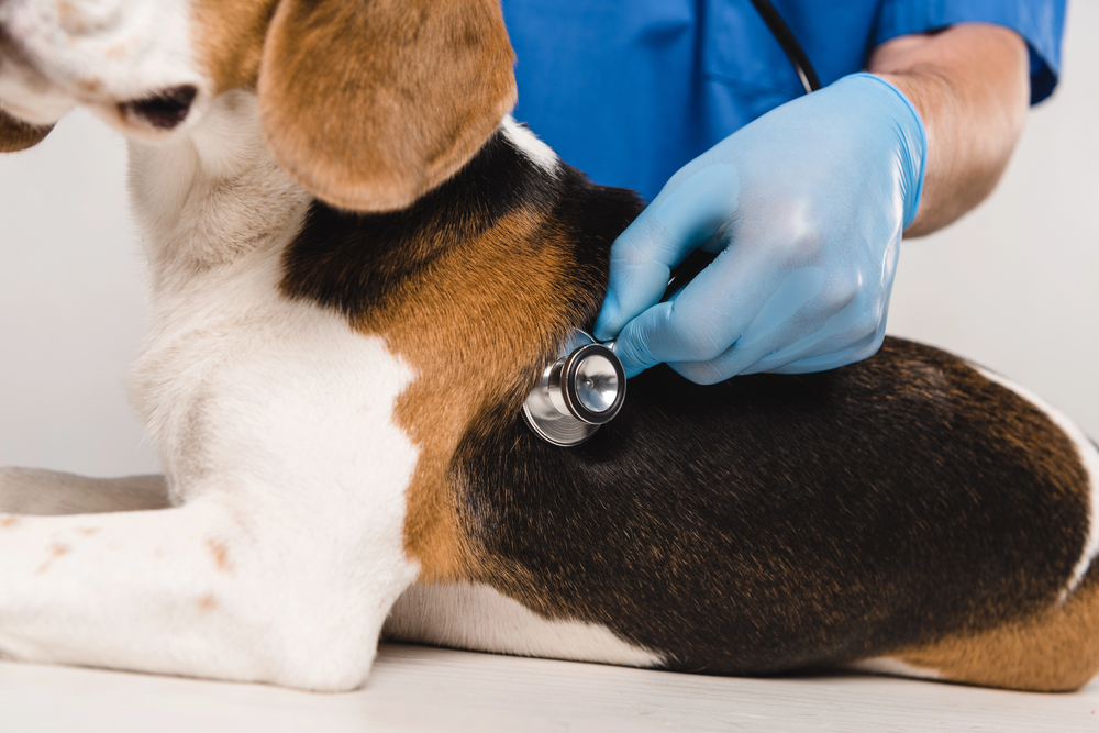 Veterinarian examining a beagle dog.