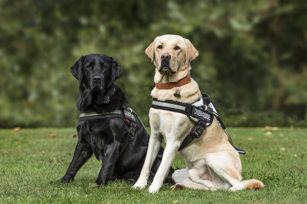 Guide dogs