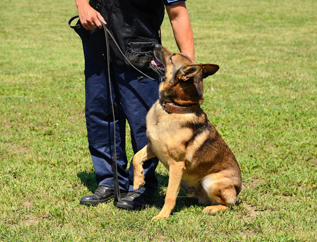 K9 Training