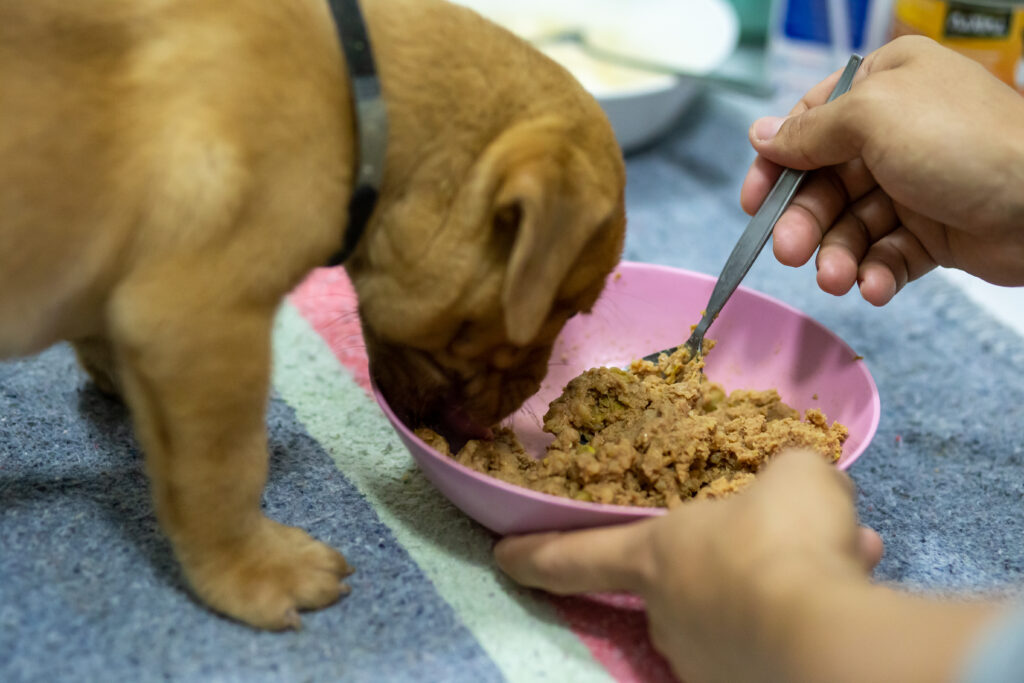 puppy eating wet food