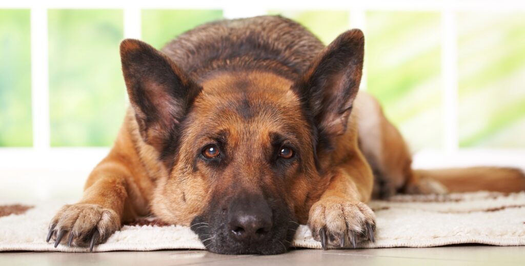 German Shepherd lying on floor