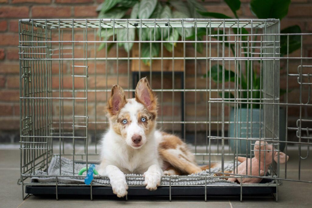 crate training puppy