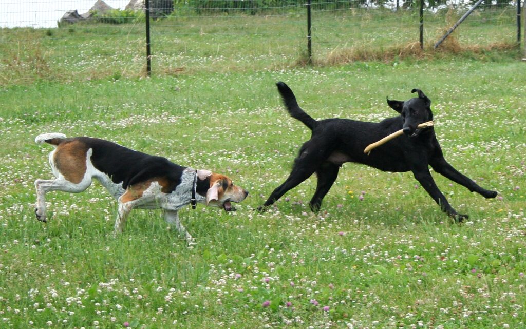American foxhound playing with a labrador