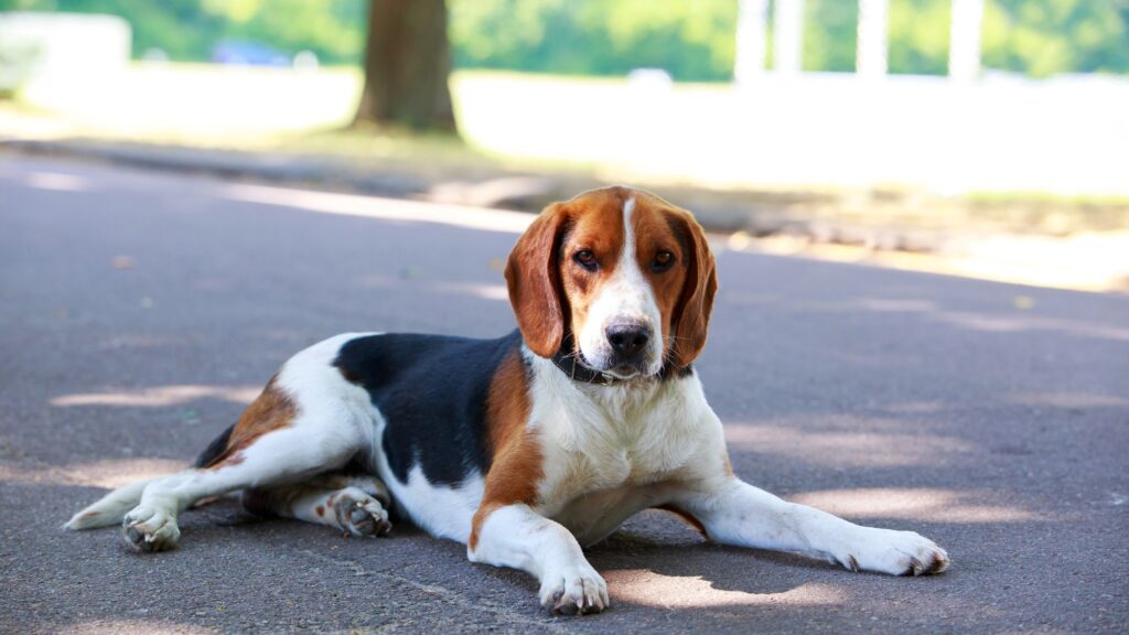 American Foxhound in a public park