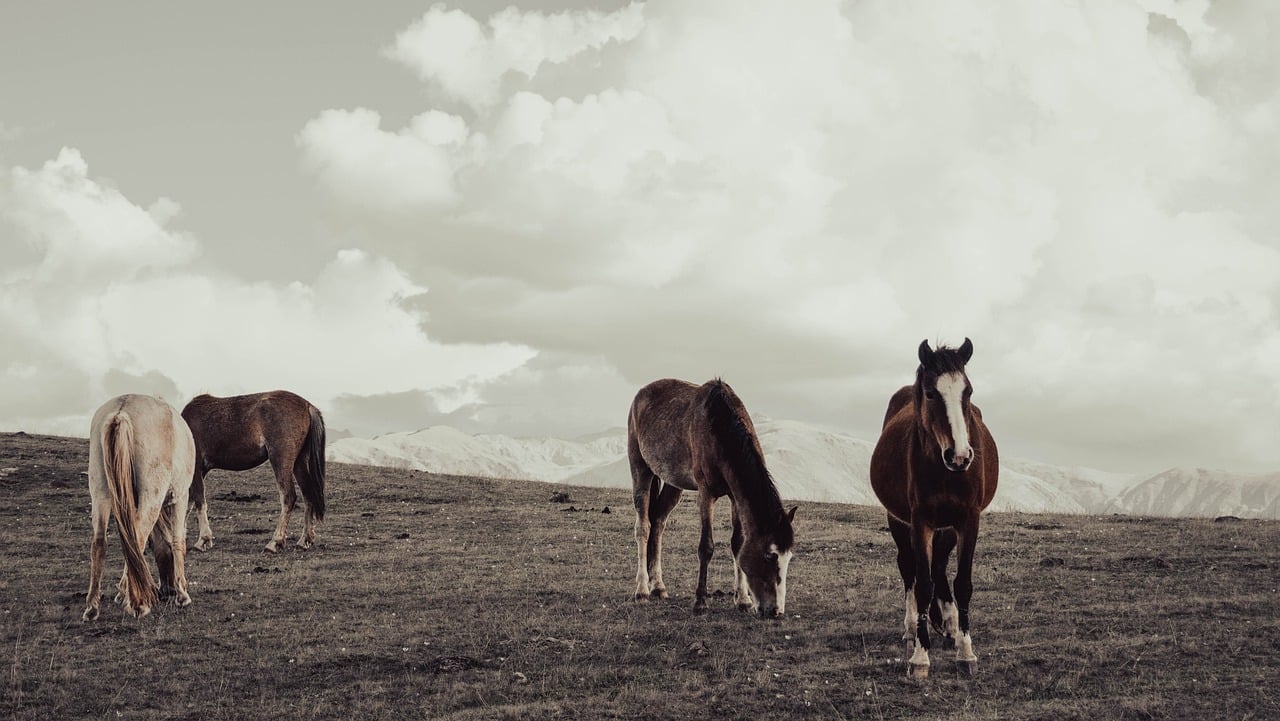 Understanding Equine Arthritis