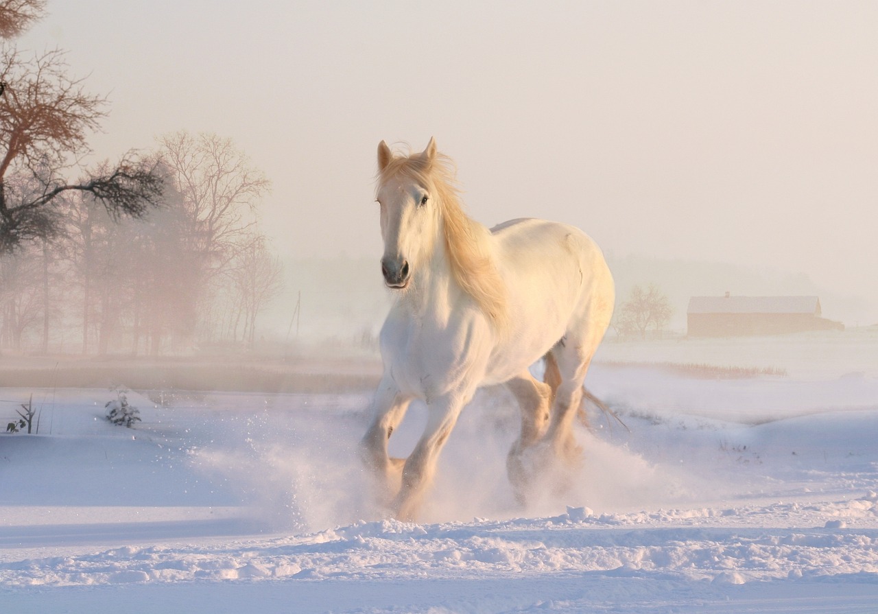 Common Symptoms of Arthritis in Horses