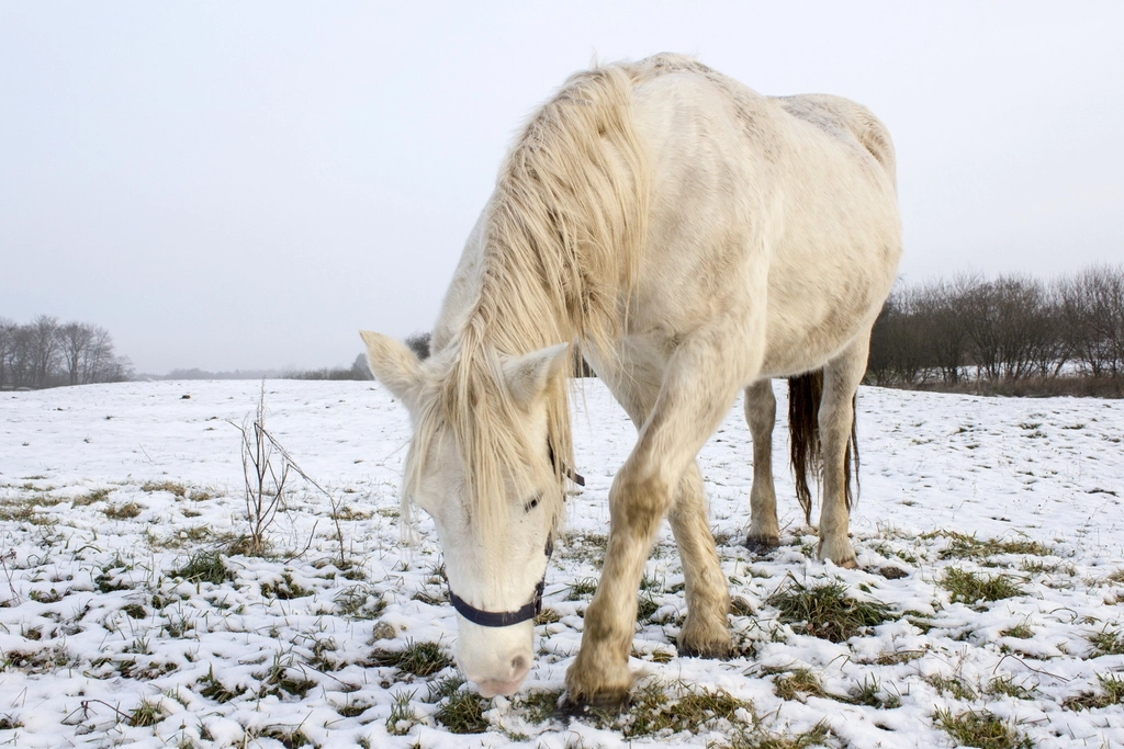 Diagnosing Arthritis in Horses