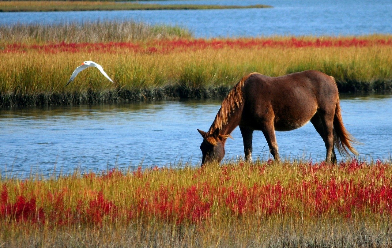 Preventing Arthritis in Horses