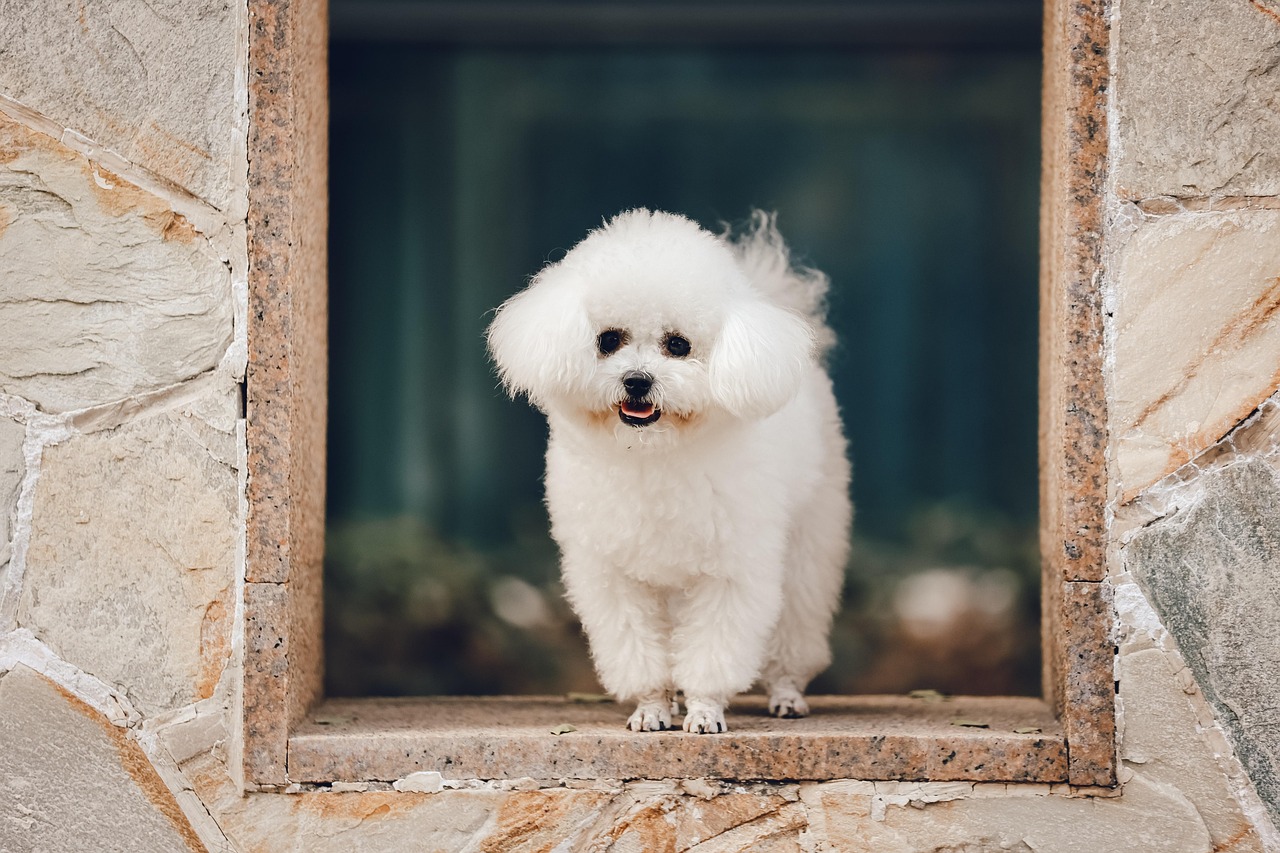 Bichon Frise: The Fluffy Ball of Joy