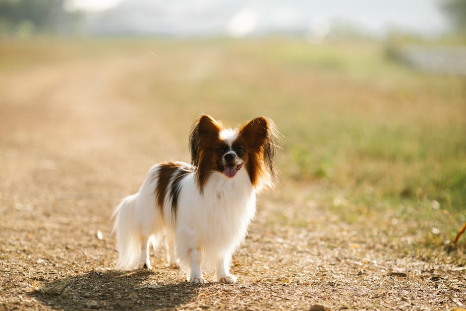 Papillon: The Butterfly-Eared Sweetheart