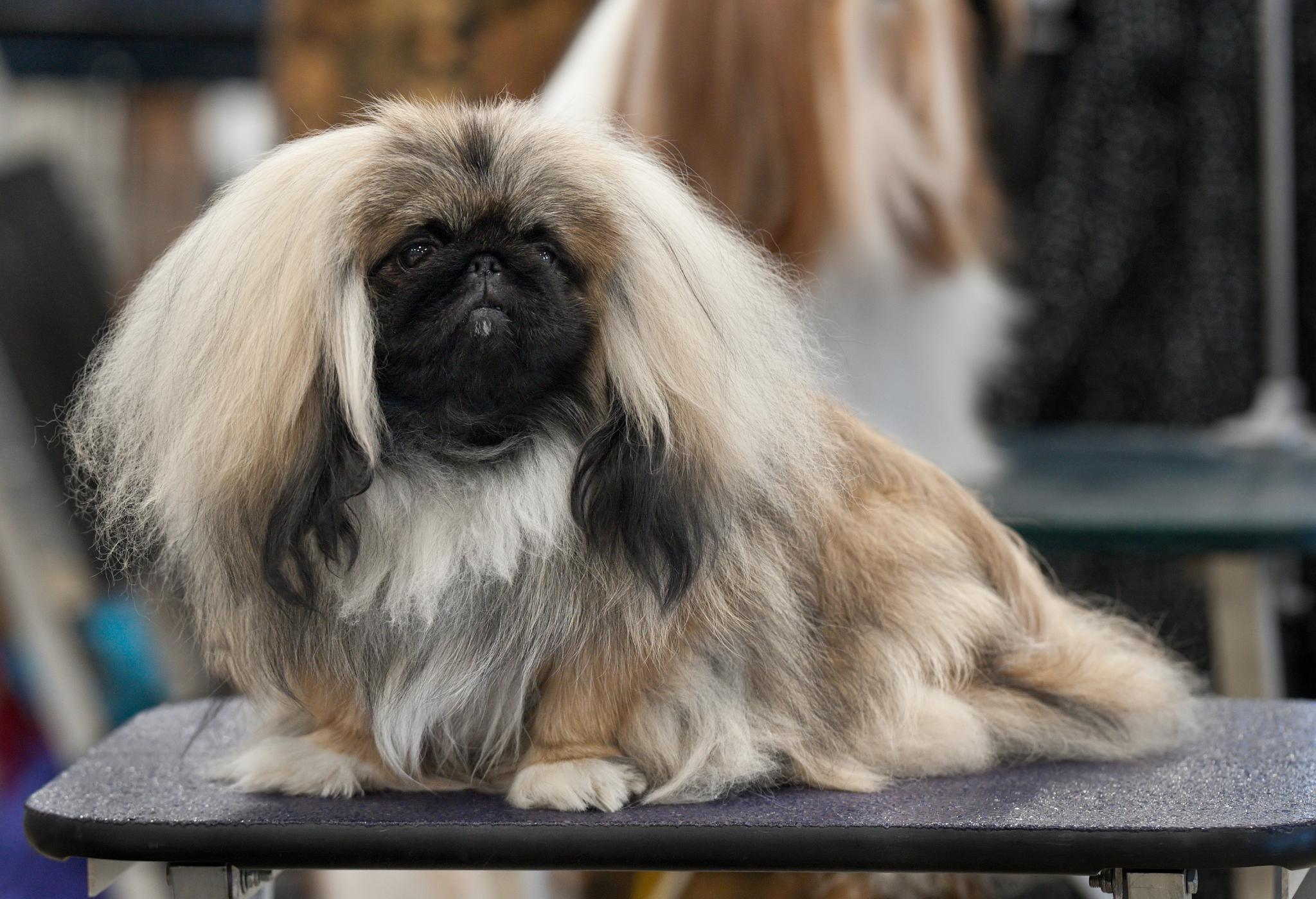 Pekingese: The Regal Companion