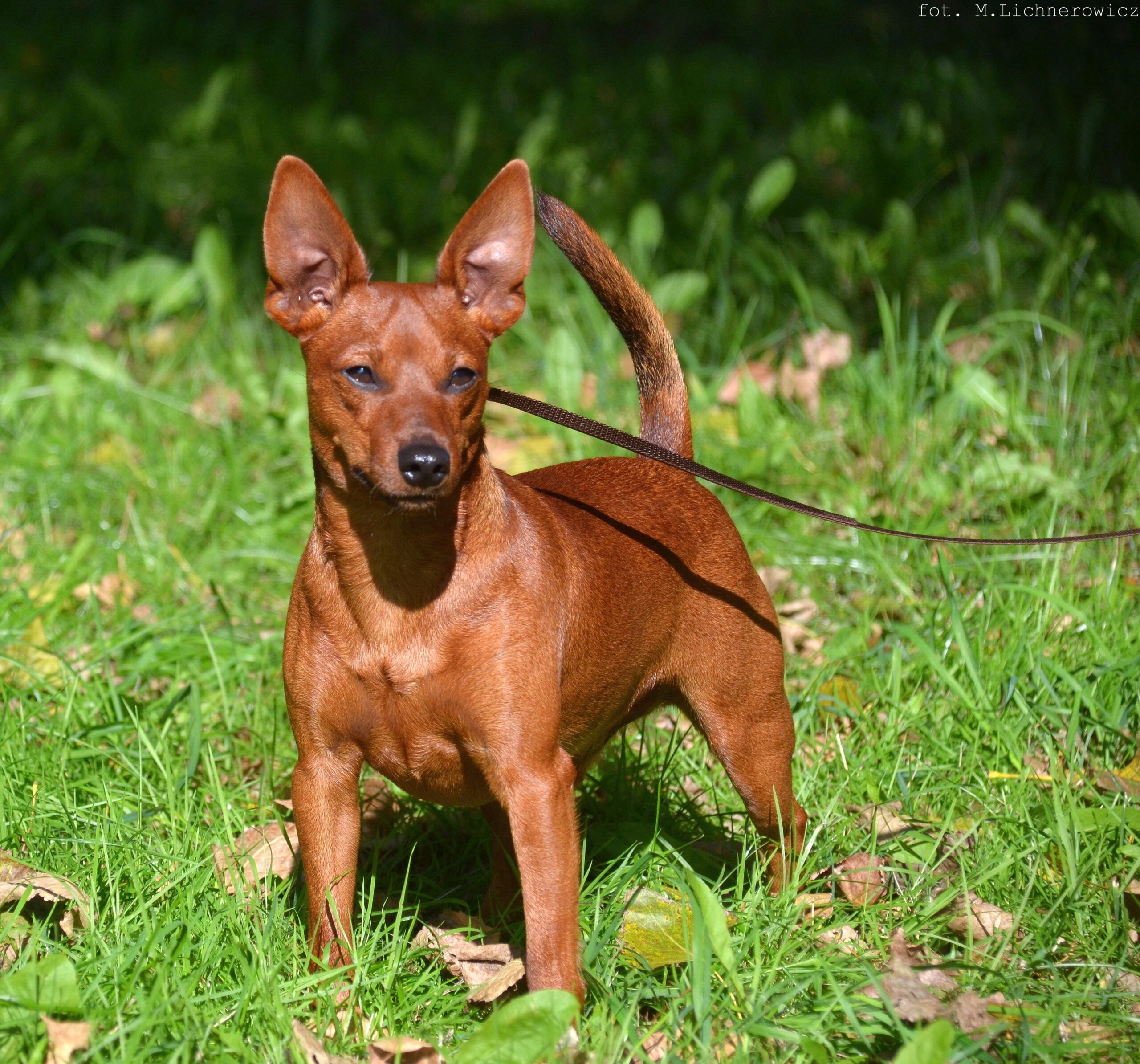 Miniature Pinscher: The Fearless Protector