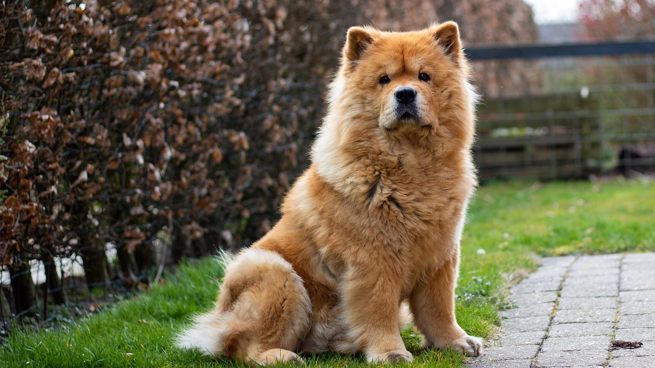 Chow Chow: The Independent Spirit