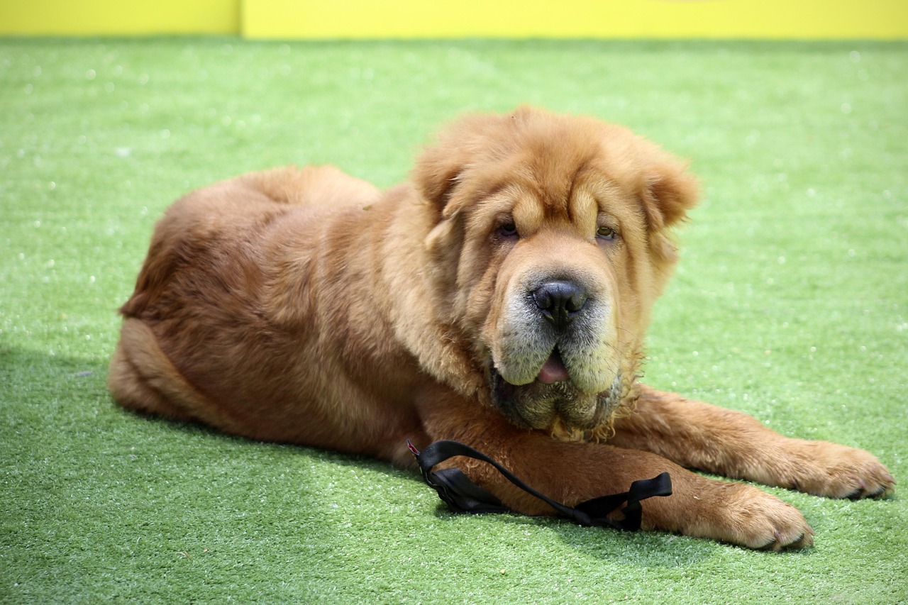 Shar Pei: The Stoic Guardian