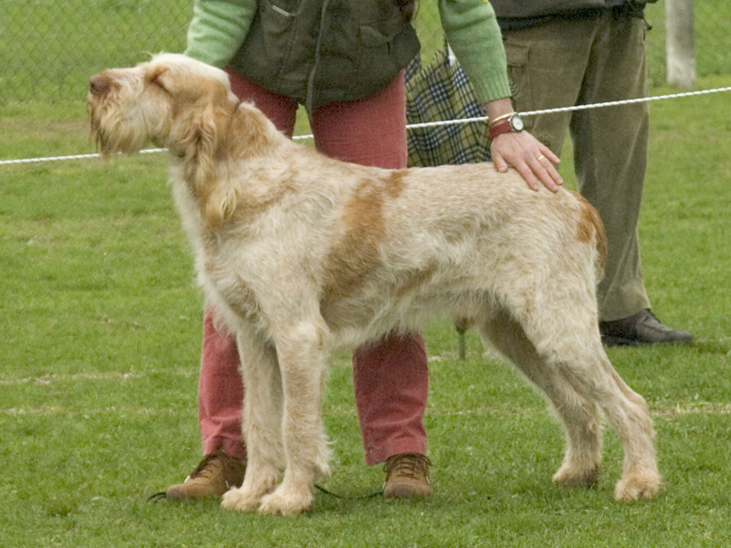 The Gentle Spinone Italiano