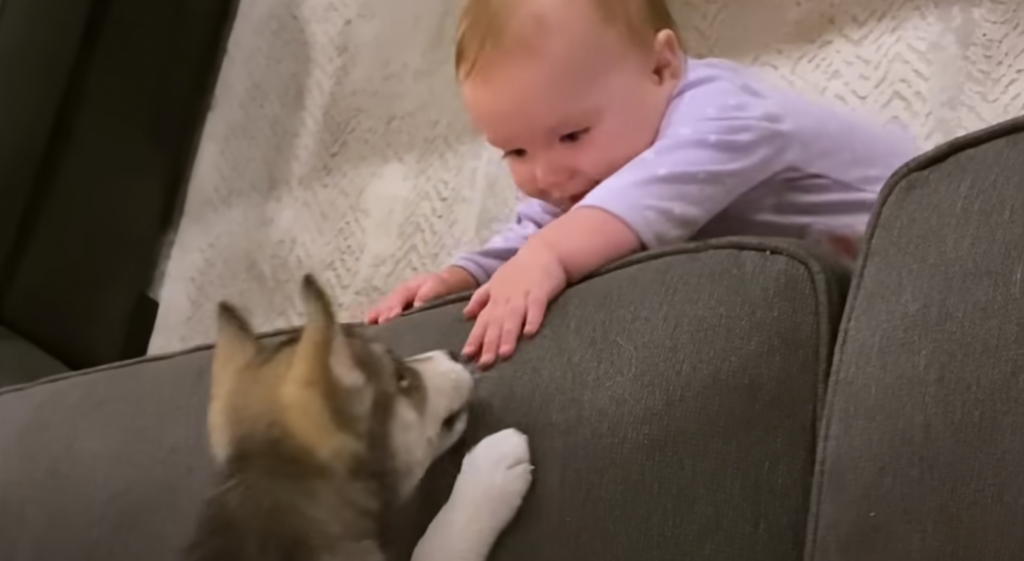 Husky