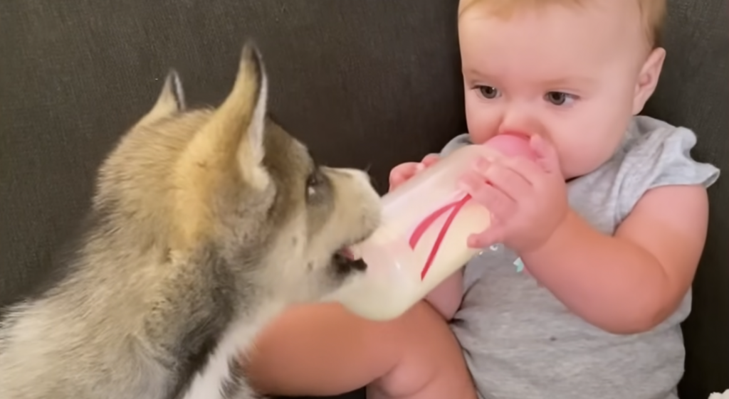 Husky