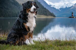 10 Dog Breeds That Are Most Compatible With INFJ People