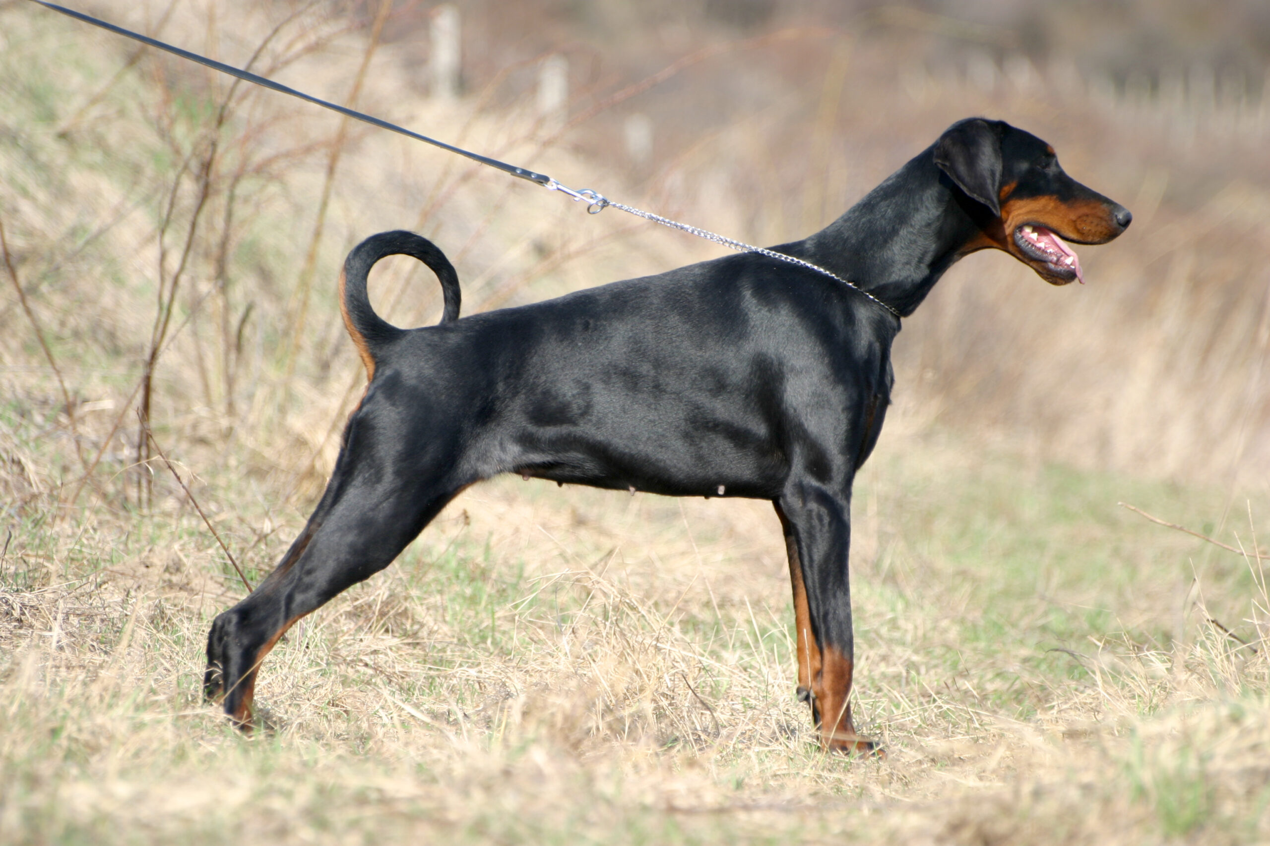 Doberman Pinscher: The Loyal Guardian (image credits: wikimedia)
