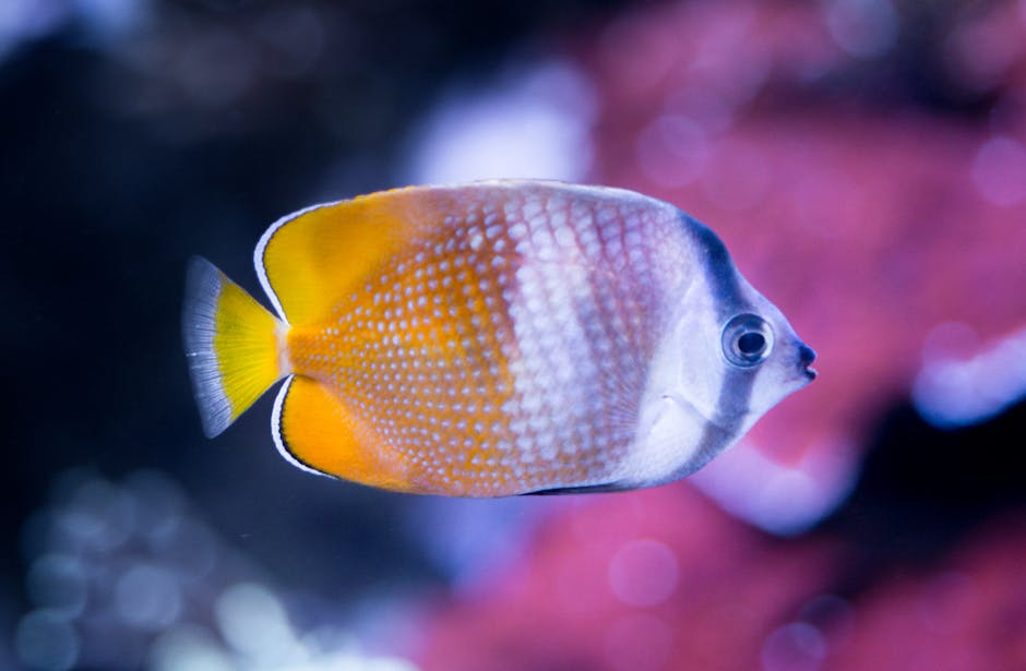 Exploring Different Butterflyfish Species (image credits: pexels)