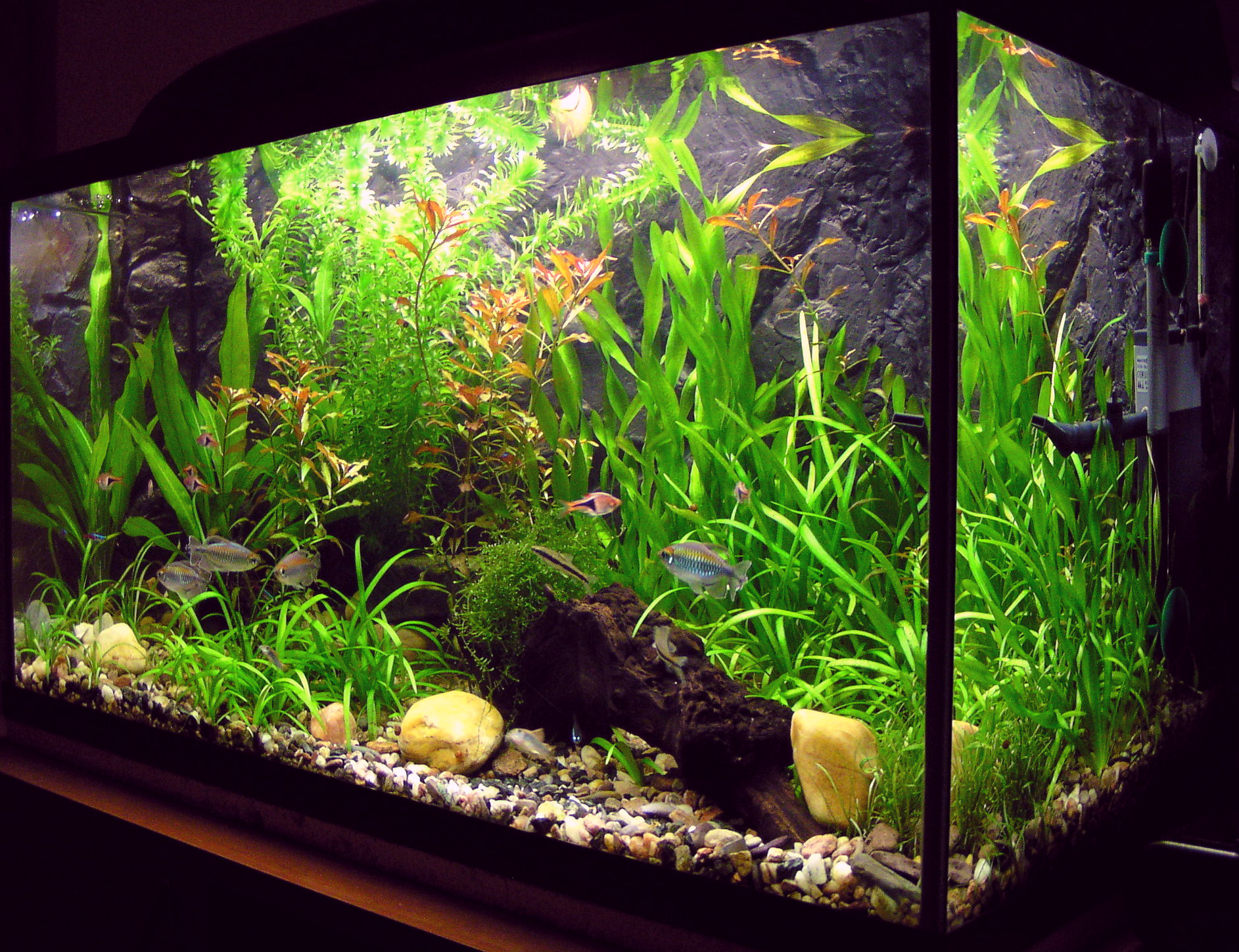 Preparing Your Tank for Arrival (image credits: wikimedia)