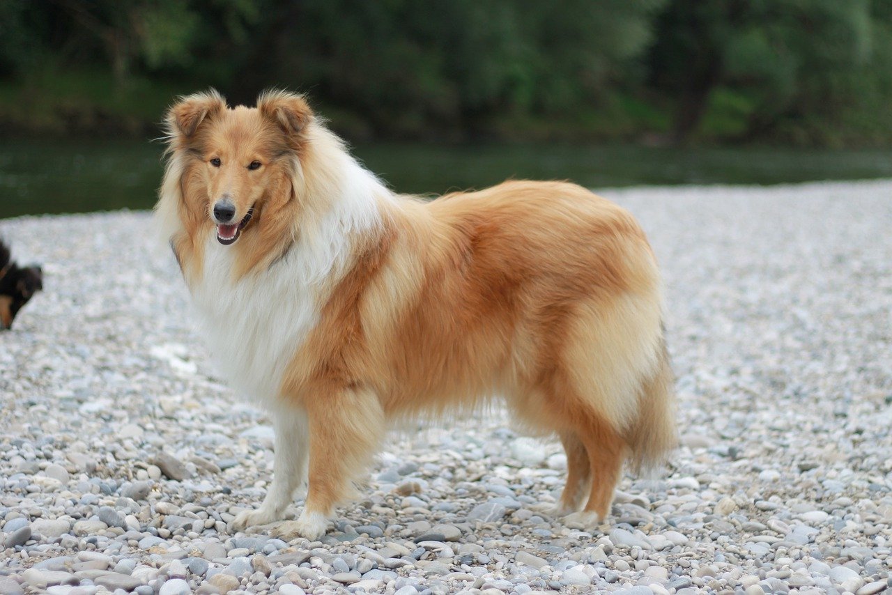 10 Ways a Rough Collie Can Change Your Life for the Better