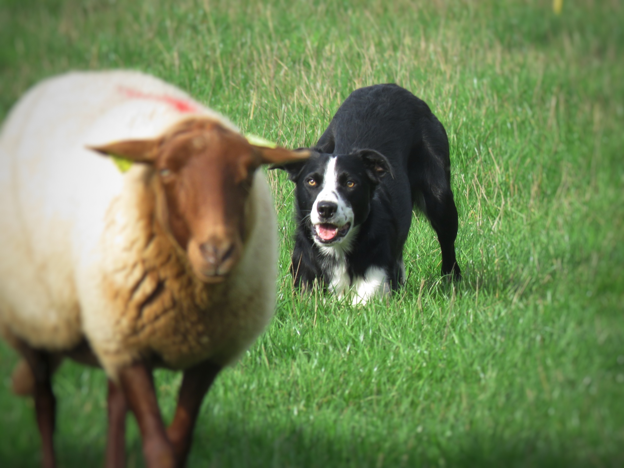 A Herding Instinct That Entertains (image credits: wikimedia)