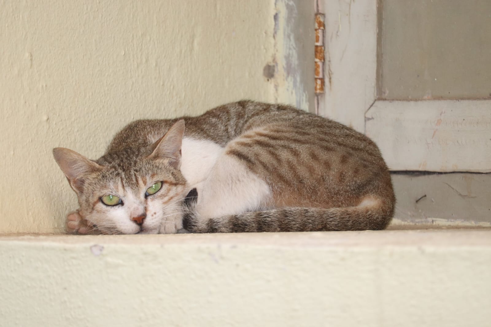 Understand Their Body Language (image credits: wikimedia)