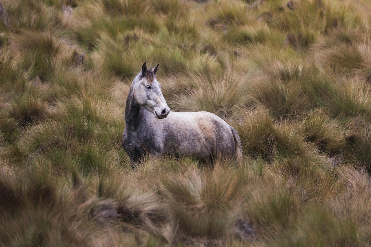 Understanding the Equine Mind (image credits: pixabay)