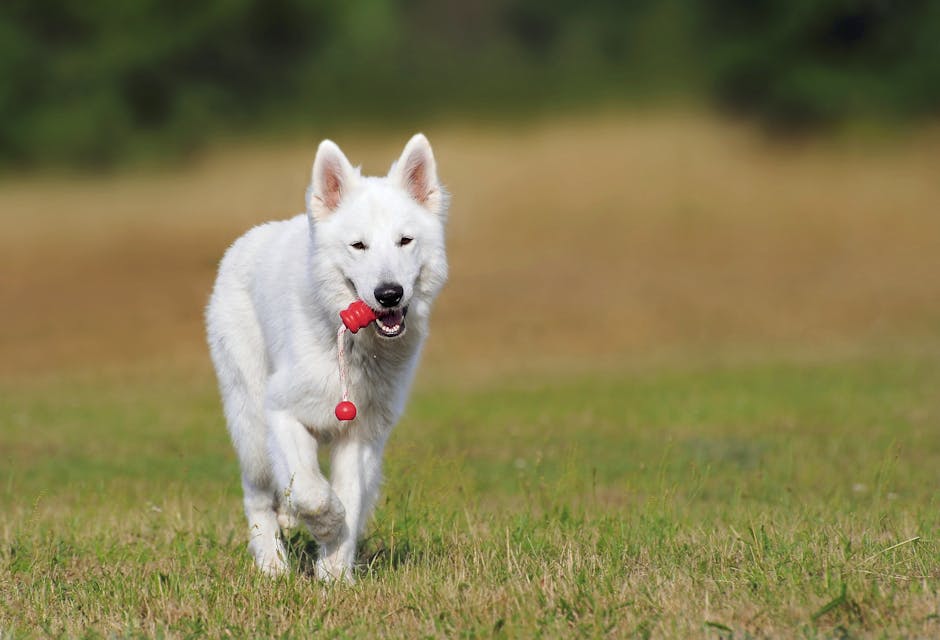 2. Playtime and Fetch: A Bonding Opportunity (image credits: pexels)