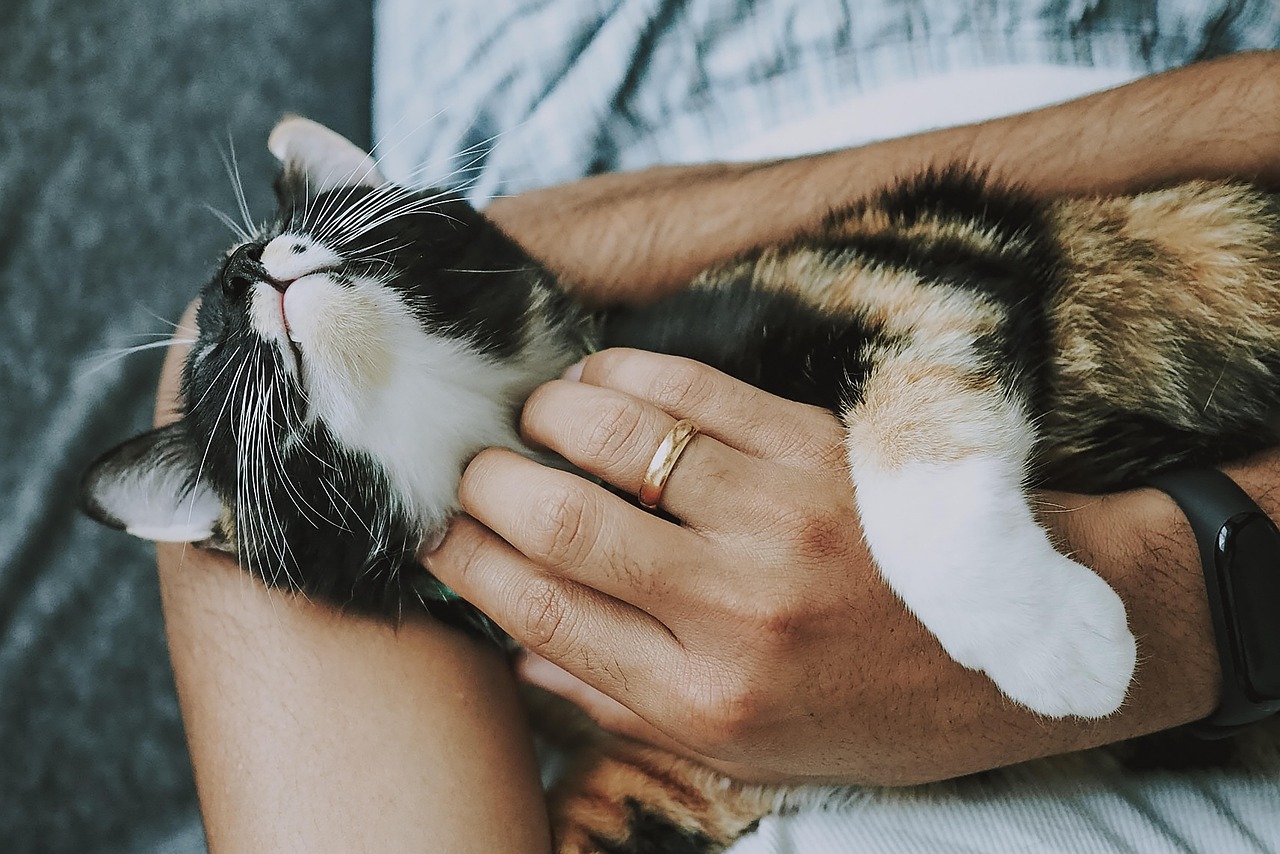Purring with Contentment (image credits: pixabay)