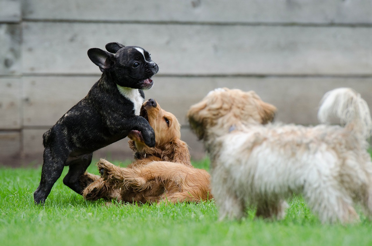 Managing Their Social Needs (image credits: pixabay)