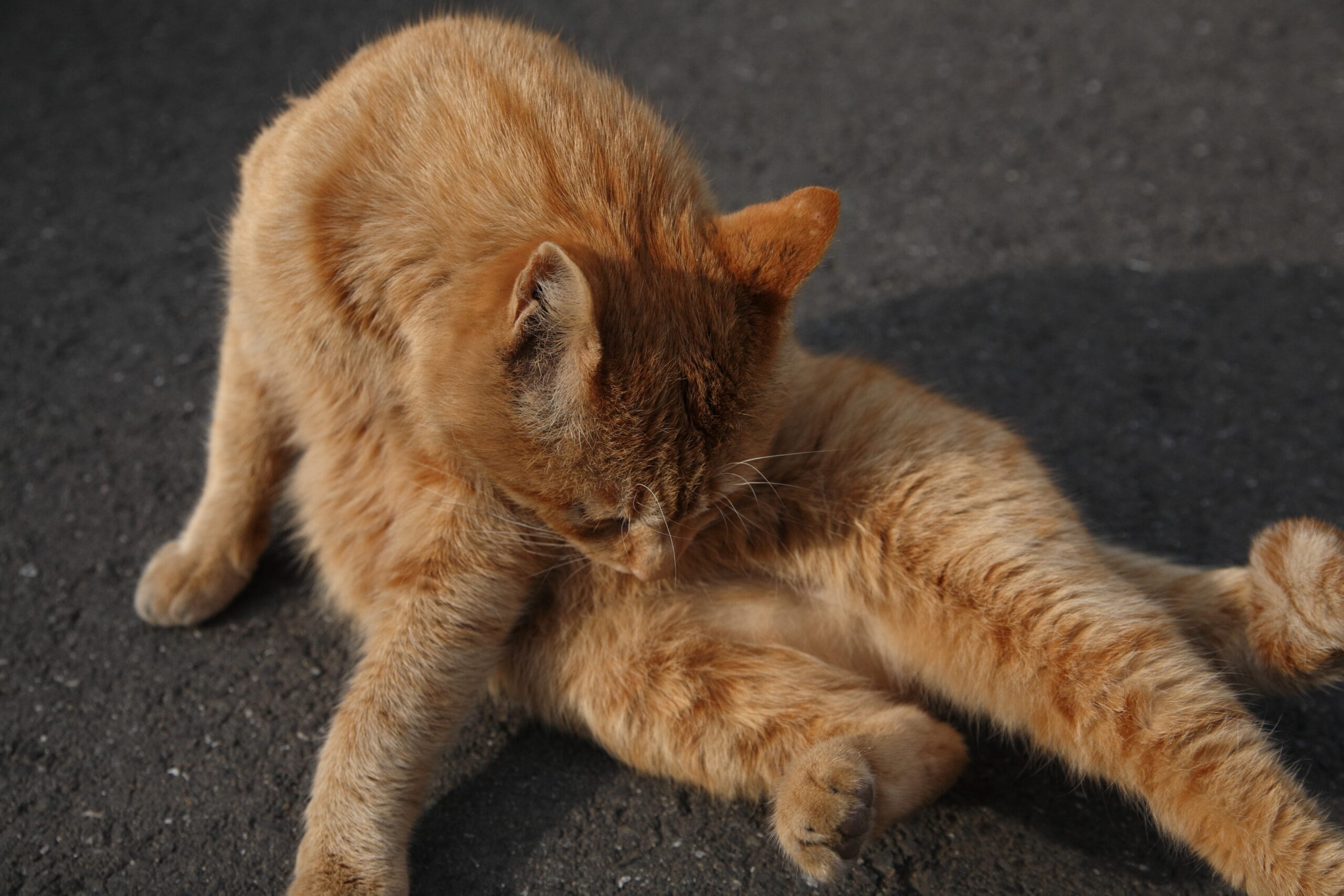 Common Signs of Cat Overgrooming (image credits: wikimedia)