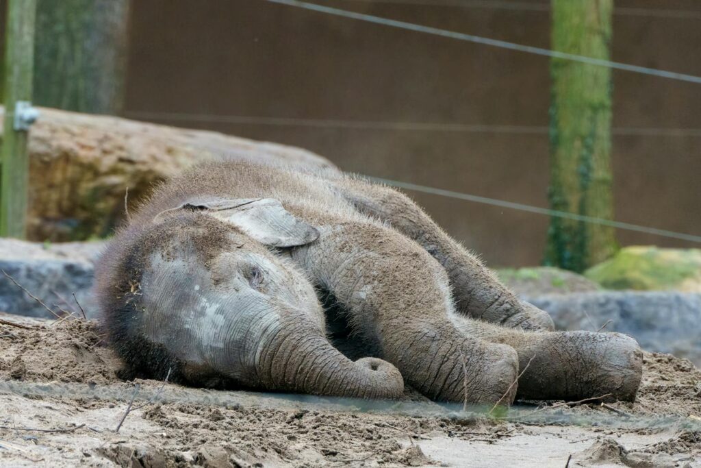 A peaceful baby elephant sleeping on the ground in a zoo enclosure.