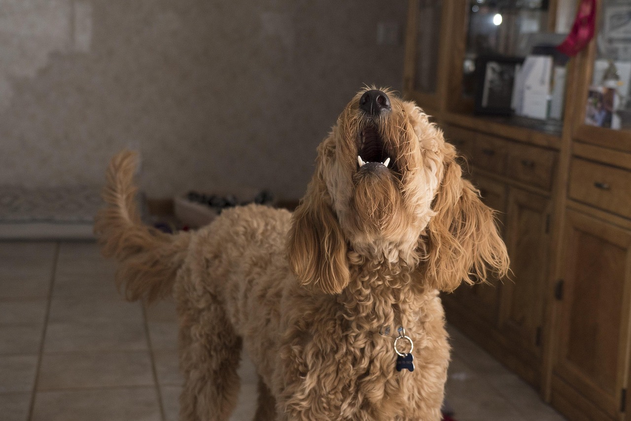 Excessive Barking, Whining, or Howling (image credits: pixabay)