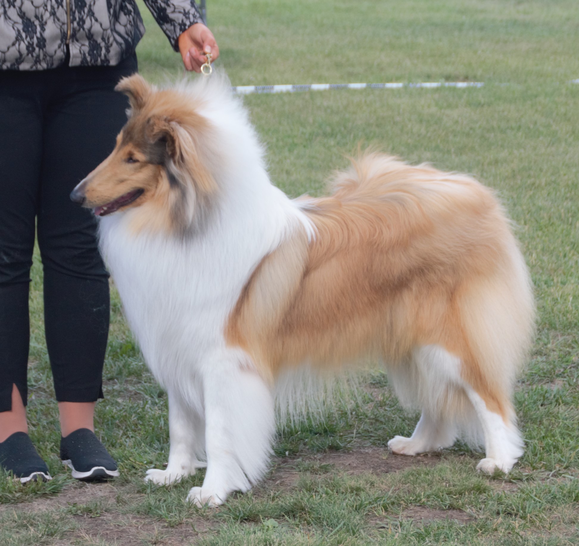 Collie: The Empathetic Protector (image credits: wikimedia)