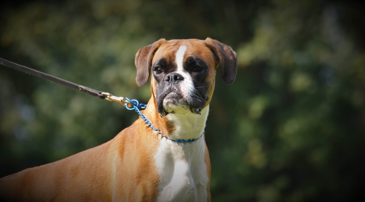 Boxer: The Playful Devotee (image credits: pixabay)