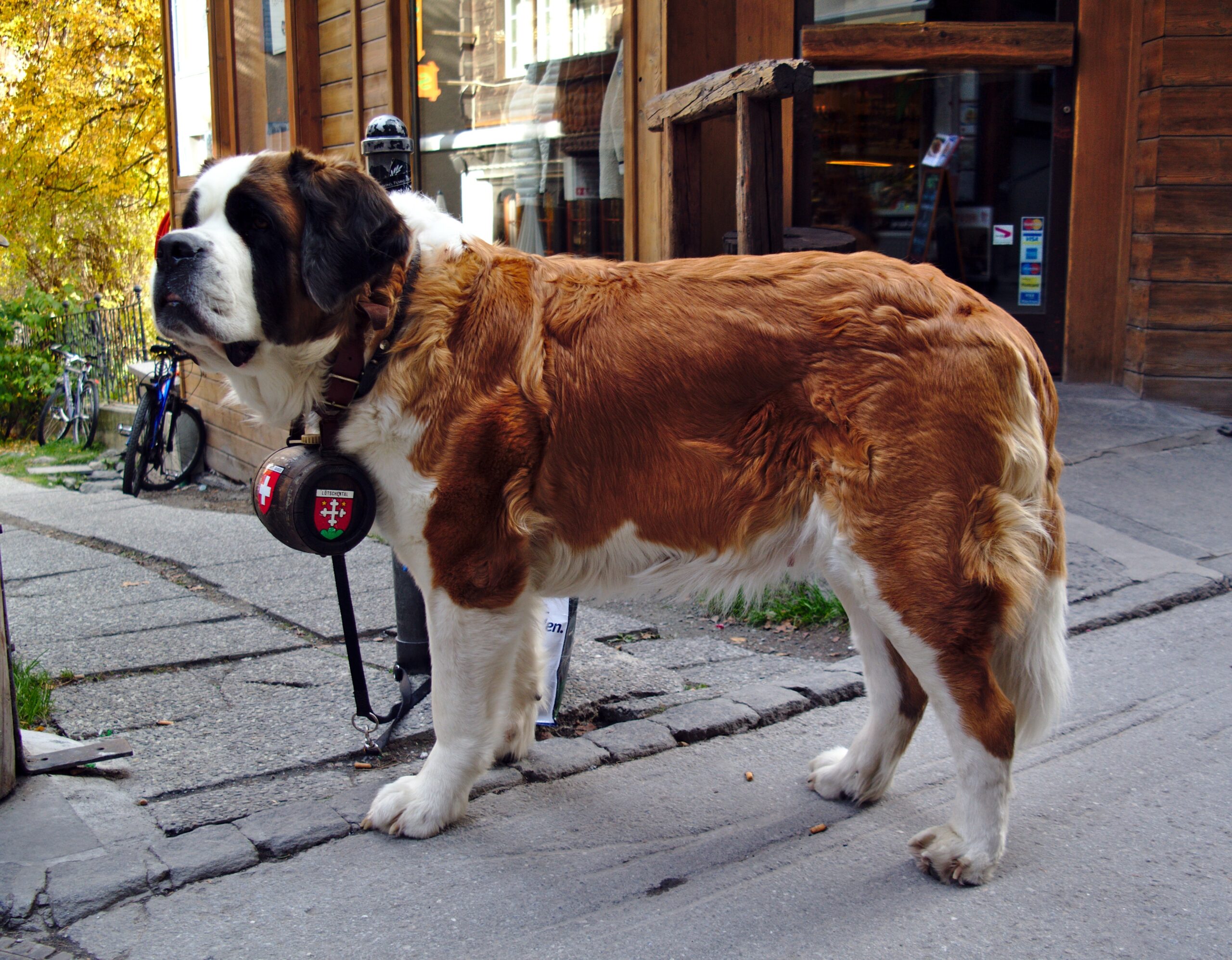 Saint Bernard: The Gentle Giant (image credits: wikimedia)