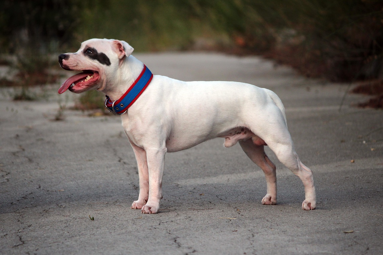 Staffordshire Bull Terrier: The Cuddly Protector (image credits: pixabay)