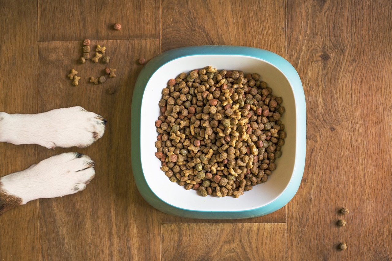 What Happens When a Dog Skips a Meal? (image credits: pixabay)