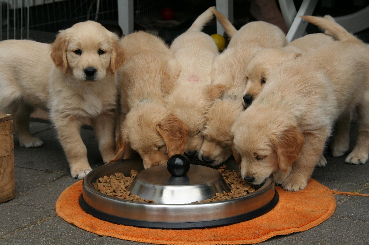 Puppies: Why They Need Food Sooner (image credits: pixabay)