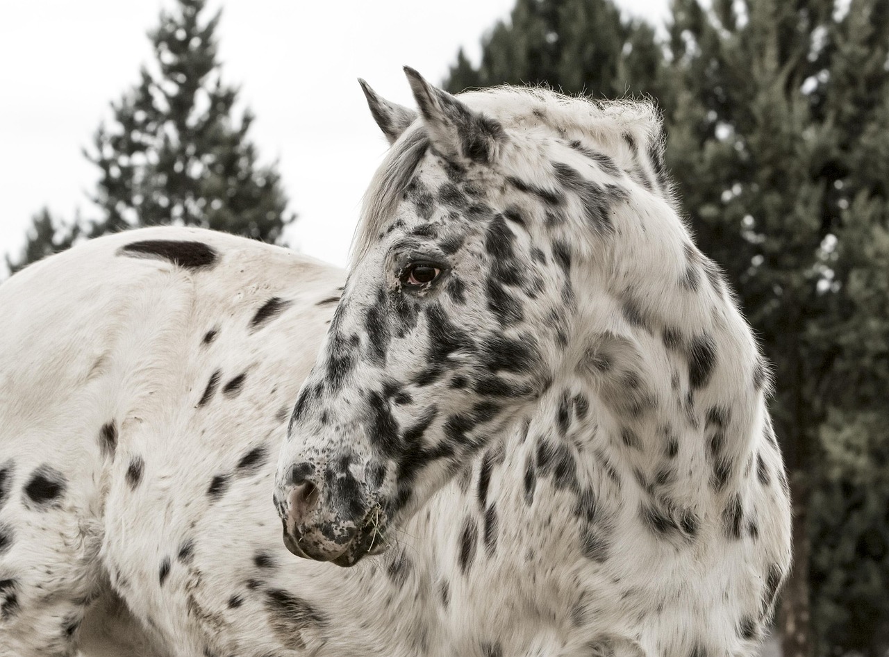 Appaloosa: The Spotted Companion (image credits: pixabay)