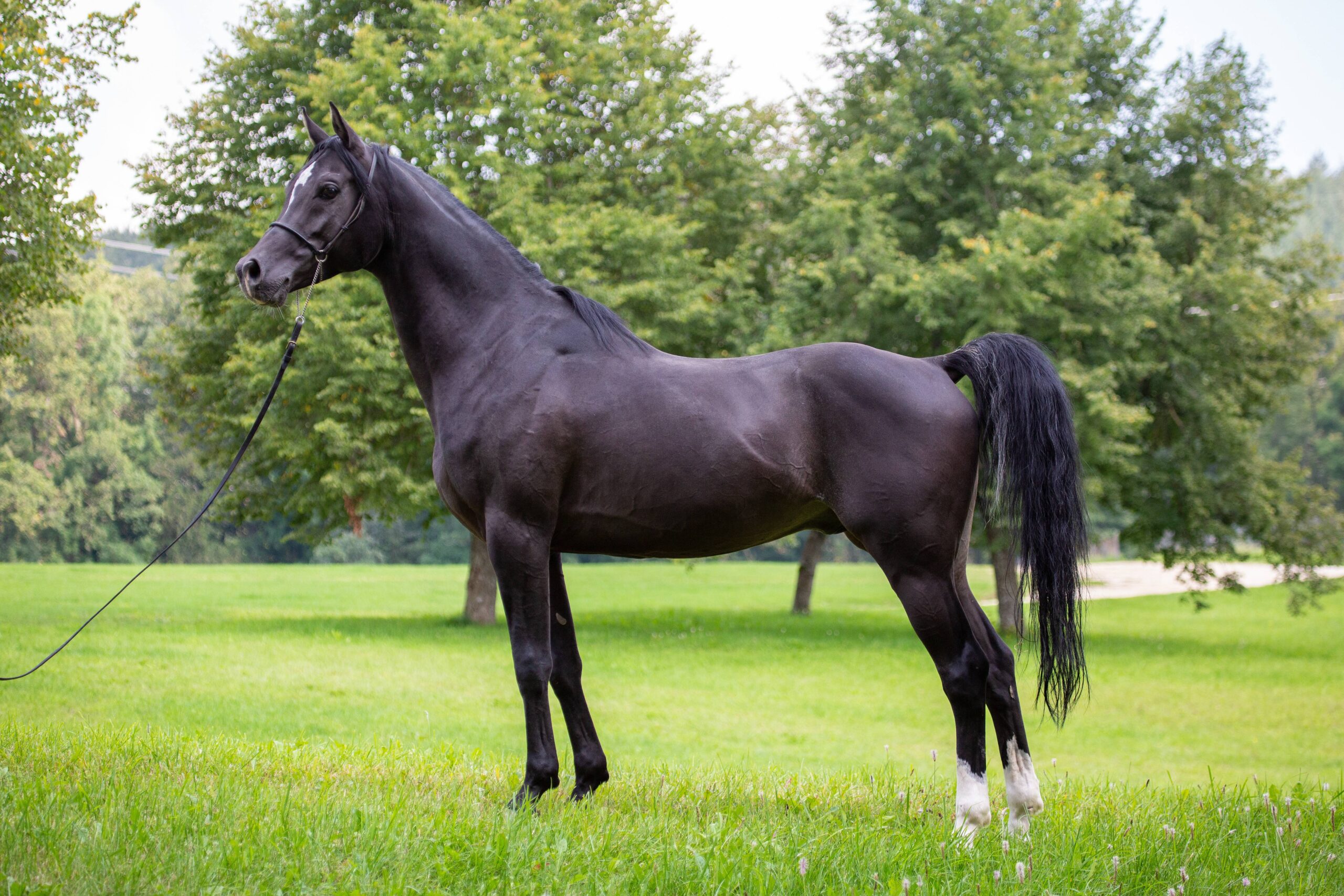 Arabian Horse: The Sensitive Soul (image credits: wikimedia)