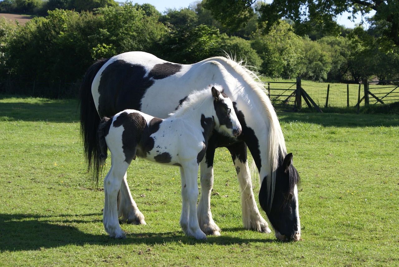 Gypsy Vanner: The Gentle Giant (image credits: pixabay)